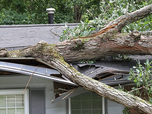 Tree Fall Roof Damage